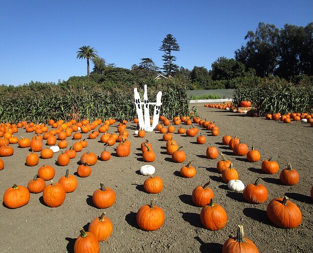 Pumpkin_patch_j