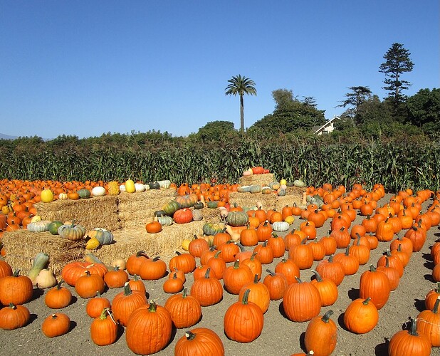 Pumpkin_patch_g