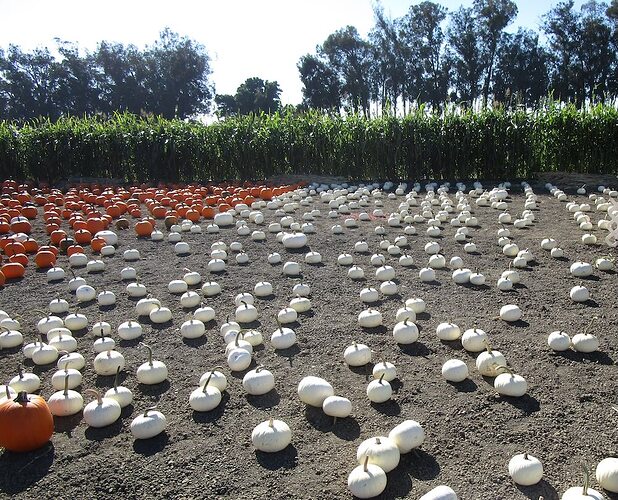 Pumpkin_patch_i