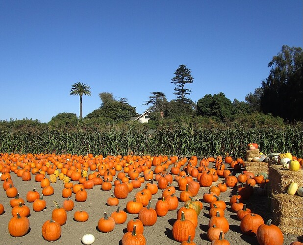 Pumpkin_patch_h