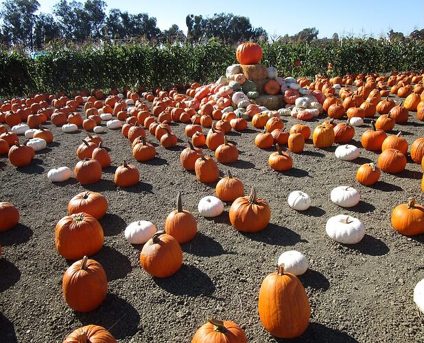 Pumpkin_patch_d