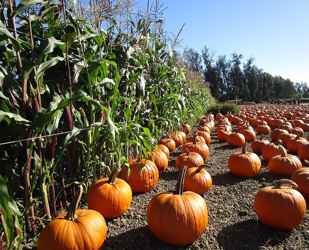 Pumpkin_patch_n