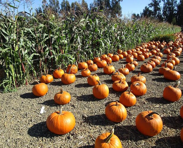 Pumpkin_patch_m