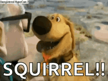 squirrel-huh1