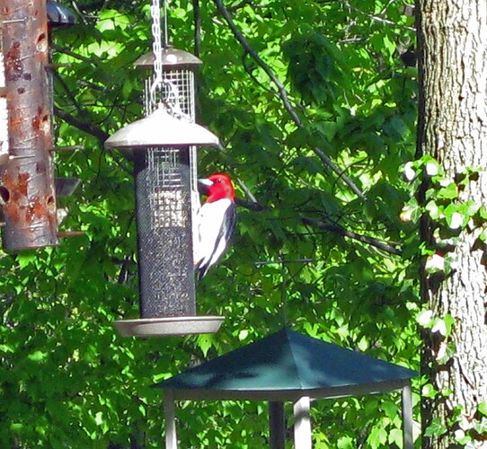 Red Head Woodpecker_1