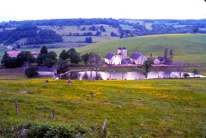 Dairy farm in NY state. outsde of New Delhi, NY. August 1977