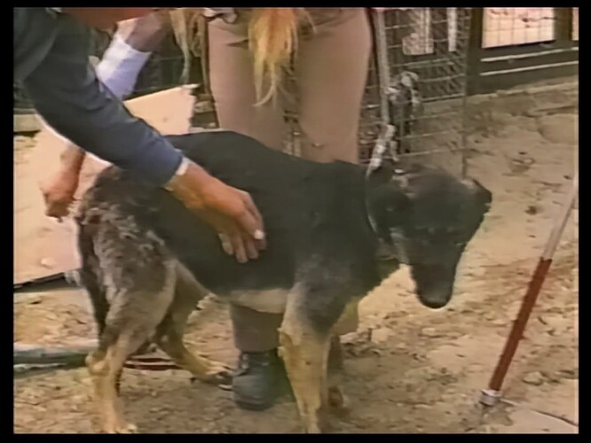 The dog has been rescued!