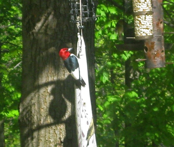 Red Head Woodpecker
